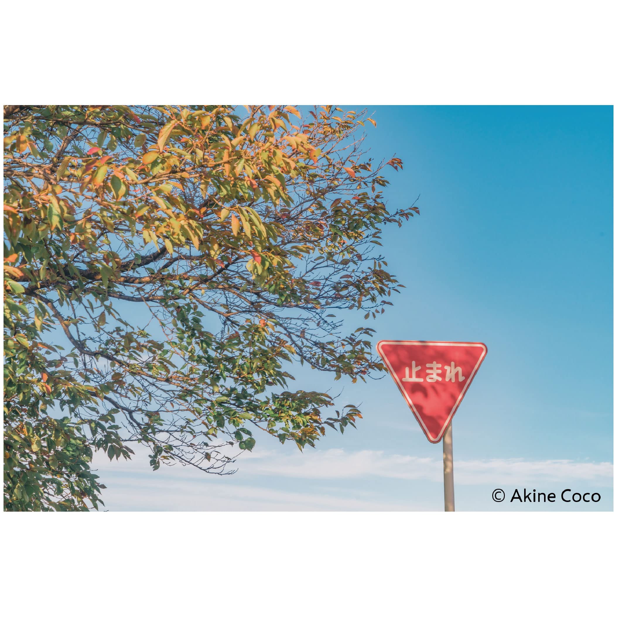 Amazon | ケンコー(Kenko) ソフトフィルター ノスタルトーン・オレンジ